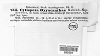 Cytospora oxyacanthae image